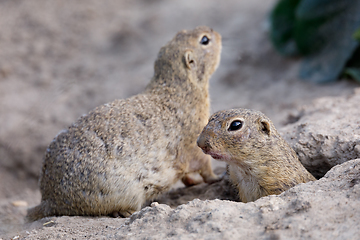 Image showing European ground squirrel (Spermophilus citellus)