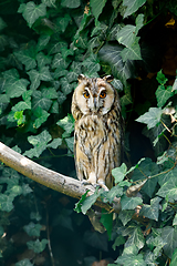 Image showing long-eared owl (Asio otus)