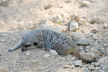 Image showing meerkat or suricate (Suricata suricatta)