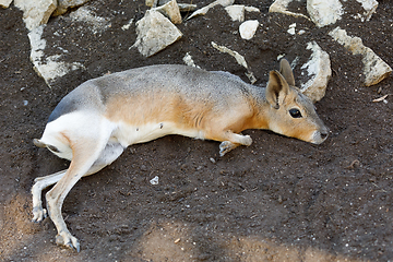 Image showing Patagonian Mara (Dolichotis patagonum)