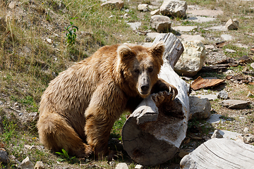 Image showing Himalayan brown bear (Ursus arctos isabellinus)