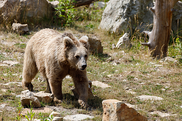 Image showing Himalayan brown bear (Ursus arctos isabellinus)