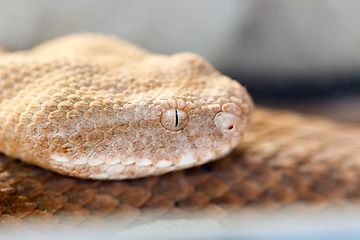 Image showing Milos viper (Macrovipera schweizeri) venomous viper