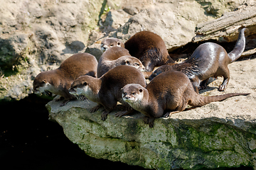 Image showing family of European otter (Lutra lutra)