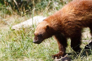 Image showing Wolverine (Gulo gulo)