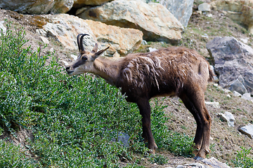 Image showing Male chamois at the mountain hill