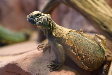 Image showing Uromastyx is a genus of African and Asian agamid lizards