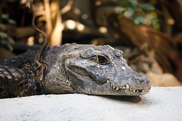 Image showing dwarf crocodile (Osteolaemus tetraspis)