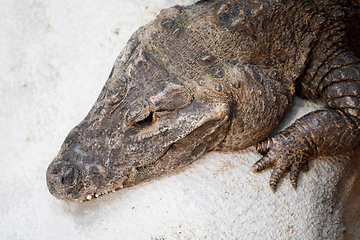 Image showing dwarf crocodile (Osteolaemus tetraspis)