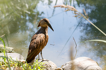 Image showing bird Hamerkop (Scopus umbretta)