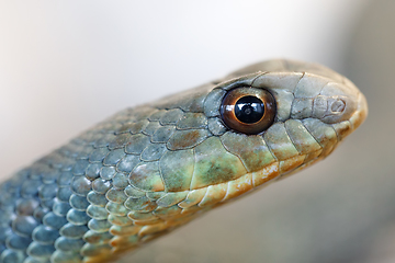 Image showing Montpellier snake (Malpolon insignitus)