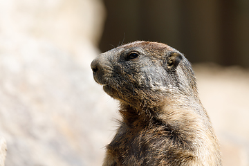 Image showing alpine marmot (Marmota marmota latirostris) on the rock