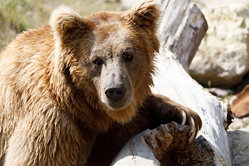 Image showing Himalayan brown bear (Ursus arctos isabellinus)
