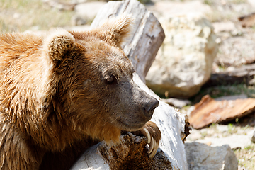 Image showing Himalayan brown bear (Ursus arctos isabellinus)