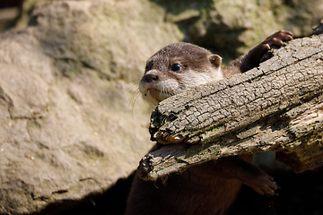 Image showing European otter family (Lutra lutra)