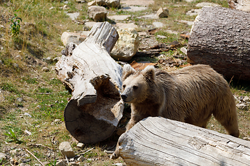 Image showing Himalayan brown bear (Ursus arctos isabellinus)