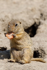 Image showing European ground squirrel (Spermophilus citellus)