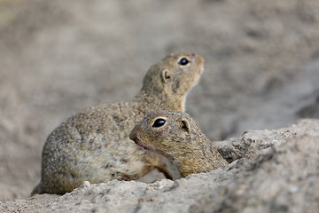 Image showing European ground squirrel (Spermophilus citellus)