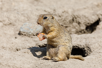 Image showing European ground squirrel (Spermophilus citellus)