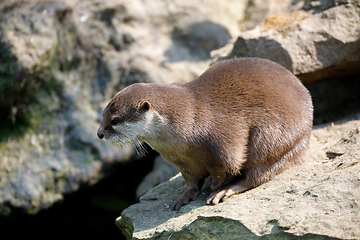 Image showing European otter family (Lutra lutra)