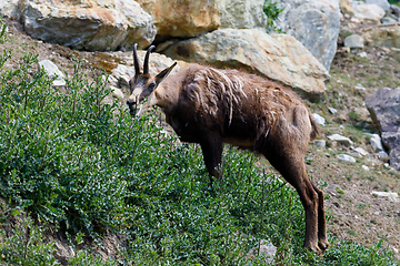 Image showing Male chamois at the mountain hill