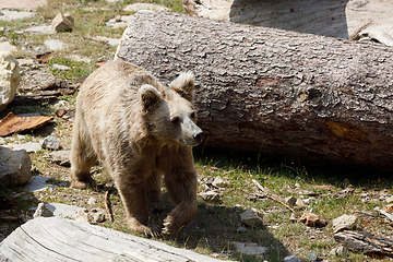 Image showing Himalayan brown bear (Ursus arctos isabellinus)