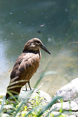 Image showing bird Hamerkop (Scopus umbretta)