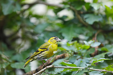 Image showing Eurasian siskin (Spinus spinus) small passerine bird