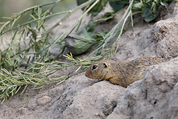 Image showing European ground squirrel (Spermophilus citellus)