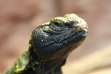 Image showing Uromastyx is a genus of African and Asian agamid lizards