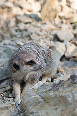 Image showing meerkat or suricate (Suricata suricatta)