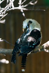 Image showing bird laughing kookaburra (Dacelo novaeguineae)