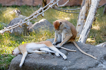 Image showing patas monkey (Erythrocebus patas)