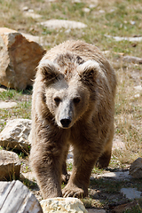 Image showing Himalayan brown bear (Ursus arctos isabellinus)