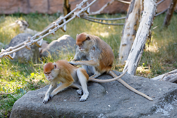 Image showing patas monkey (Erythrocebus patas)