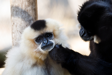 Image showing primatte Yellow-cheeked gibbon (Nomascus gabriellae)