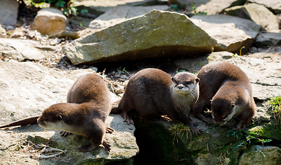 Image showing family of European otter (Lutra lutra)