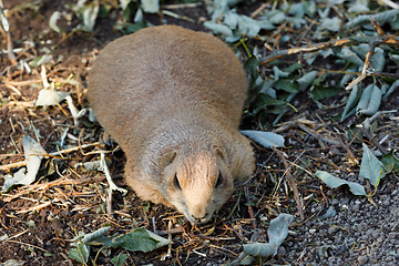 Image showing Black-tailed prairie dogs (Cynomys ludovicianus)