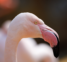 Image showing bird Rose flamingo (Phoenicopterus roseus)