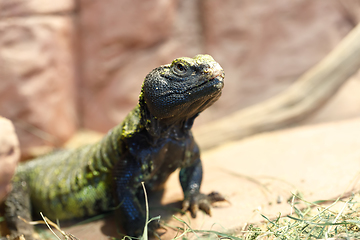 Image showing Uromastyx is a genus of African and Asian agamid lizards