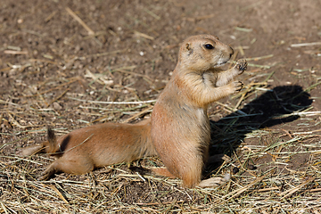 Image showing Black-tailed prairie dogs (Cynomys ludovicianus)