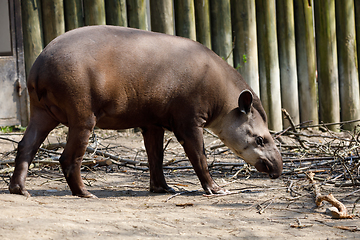 Image showing endangered South American tapir