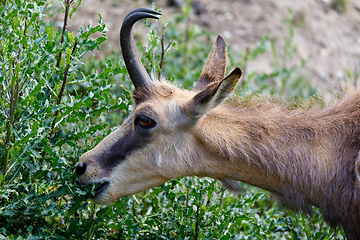 Image showing Male chamois at the mountain hill