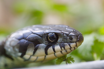 Image showing grass snake (Natrix natrix) close up