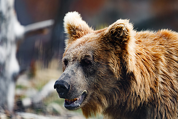 Image showing Himalayan brown bear (Ursus arctos isabellinus)