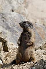 Image showing alpine marmot (Marmota marmota latirostris) on the rock