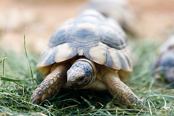 Image showing Russian tortoise (Agrionemys horsfieldii)