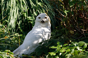 Image showing snowy owl (Bubo scandiacus) large white bird