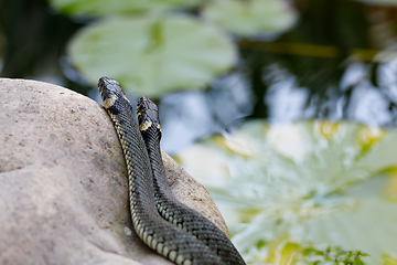 Image showing grass snake (Natrix natrix) close up