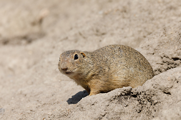 Image showing European ground squirrel (Spermophilus citellus)